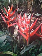 Heliconia angusta (BG Zurich)-03.JPG