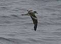 Hornby’s storm petrel