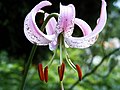 Lilium lankongense