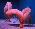 Sea pen