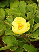 Paeonia daurica subsp. mlokosewitschii