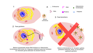 Retroviral vector infection of an eukaryotic animal cell 04-22.png