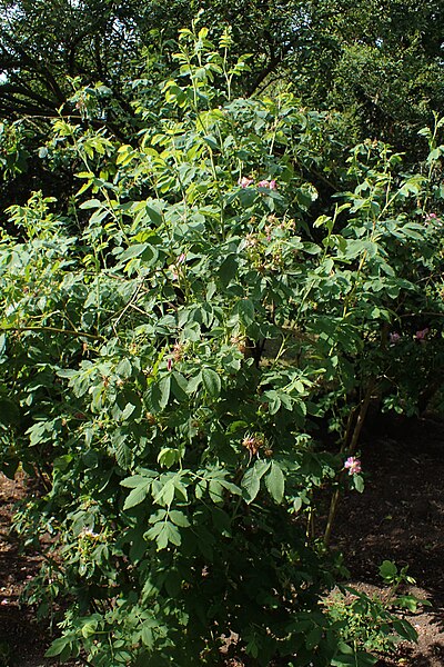 File:Rosa pendulina kz05.jpg