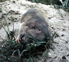 Description de l'image Texas Pocket Gopher.jpg.