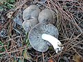 Tricholoma gausapatum