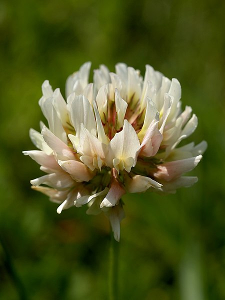 File:Trifolium repens (inflorescense) Edit.jpg