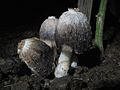 (Coprinus sterquilinus)