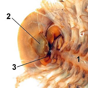 カブトエビの大顎（3）