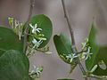 Olax imbricata, flowers