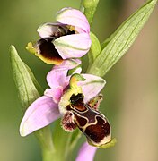 Ophrys picta