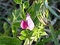 probably Vicia sativa