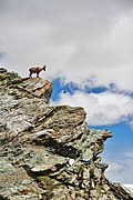 Capra ibex (Alpine Ibex)