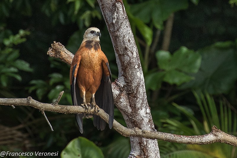 File:Black-collared Hawk - Darién - Panama (48444147001).jpg