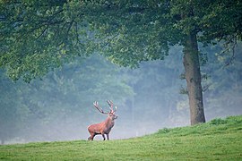 ♂ Cervus elaphus (Red Deer)