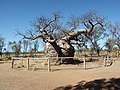 Adansonia gregorii