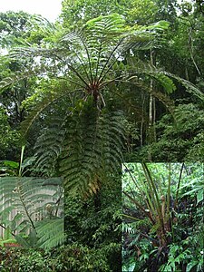 (Cyathea spinulosa) Arbofilikoj en pluvarbaro de Tajvano