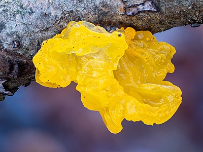 Goldgelber Zitterling-Tremella mesenterica stack32 -20191227-RM-152807