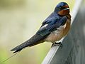 Nisqually NWR