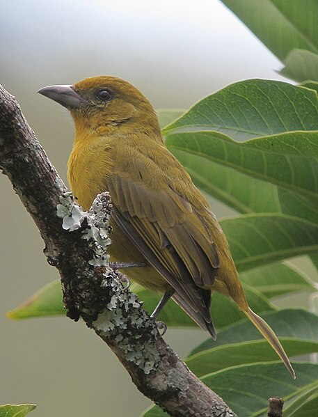 File:Piranga flava Piranga bermeja Hepatic Tanager (female) (10198922105).jpg