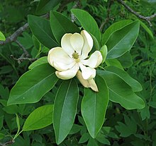 Magnolia virginiana