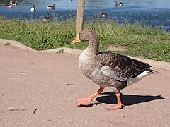 Une Oie cendrée au Parc de la Tête d'Or de Lyon.