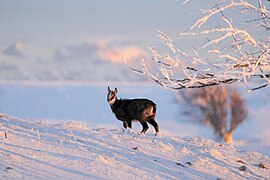 006 Wild Baby Alpine Chamois Creux du Van and Swiss Alps Sunset colors Photo by Giles Laurent