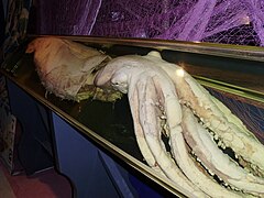 Giant squid (Architeuthis dux)