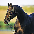 Akhal-Teke stallion