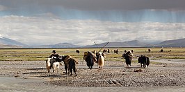 Nomaden in Ngari, nabij de berg Kailash