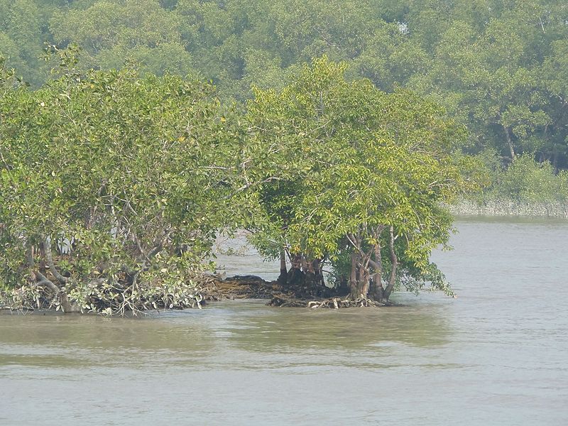 File:Mangrove Forest.jpg