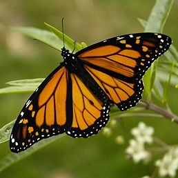 Монарх (Danaus plexippus)