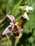 Ophrys crassicornis