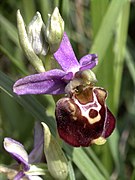 Ophrys fuciflora