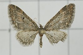 Eupithecia clavifera