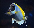 Acanthurus leucosternon