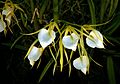 Brassavola nodosa