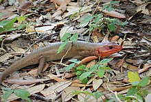 Broadhead_Skink_(Eumeces_-Plestiodon-_laticeps)_(37594983045)