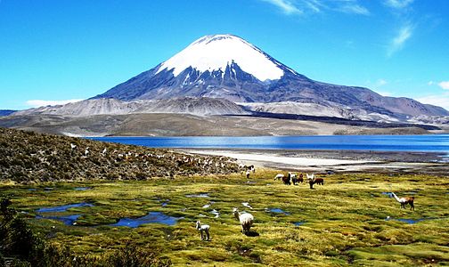 Animals in front of Lake Chungará