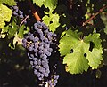 Grappe de cabernet sauvignon N.