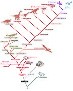 Cladogram Amniota A.jpg