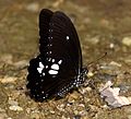 Papilio castor (Common Raven)