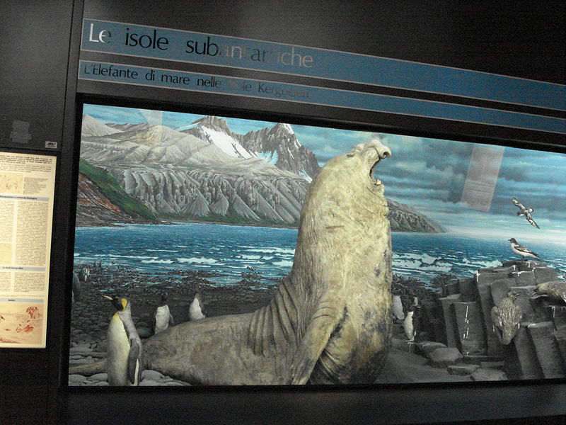 File:DSC01678 Diorama isole Kergdelen - Museo di storia naturale, Milano - Foto di G. Dall'Orto - 20-12-2006.jpg