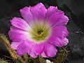 Echinocereus pentalophus (DC.) Hort.F.A. Haage ssp. procumbens (Engelmann) Blum et Lange