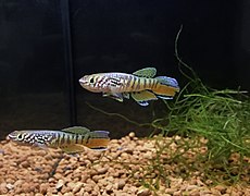 Two male Blue Gularis, a semi-annual killifish in the order Cyprinodontiformes. Here shown during an exhibition in Stockholm.