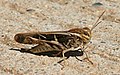 Yellow-winged grasshopper