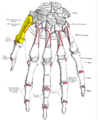 Dorsal view of the left hand (first metacarpal shown in yellow).