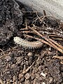 Greenhouse millipede in Decatur, Mississippi