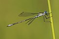 * Nomination Emerald Damselfly, (Lestes sponsa), Chemnitz, Germany --LC-de 07:59, 20 August 2013 (UTC) * Promotion Good quality. --Pyb 08:00, 20 August 2013 (UTC)