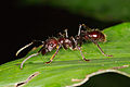 Paraponerinae (Paraponera clavata)