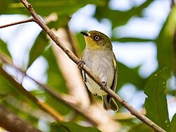 Ruskonaamanapsija (Phylloscartes sylviolus)